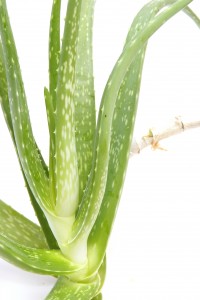 Aloe Vera for Immediate Hemorrhoid Relief